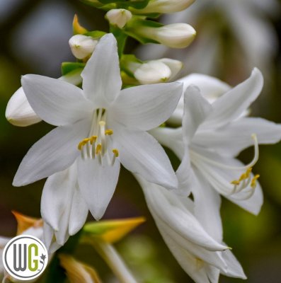 Hosta hybr. Royal Crest ®, Funkia