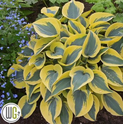 Hosta hybr. Shadowland ® Autumn Frost, Funkia, C3