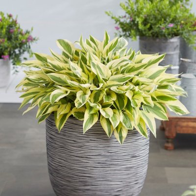 Hosta hybr. Bobcat, Funkia, P11cm