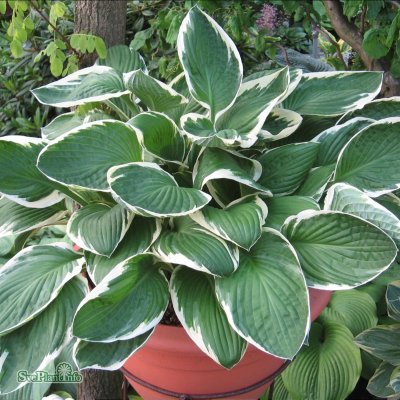 Hosta fortunei Francee, Blomsterfunkia, C13cm