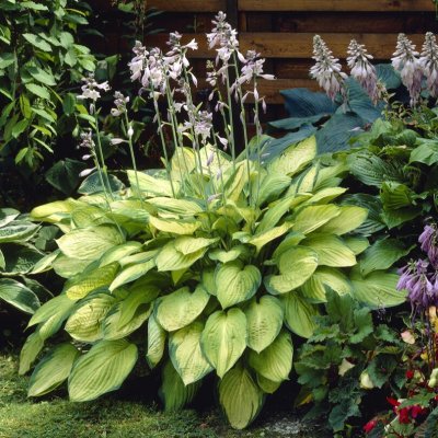 Hosta fortunei Gold Standard, Blomsterfunkia