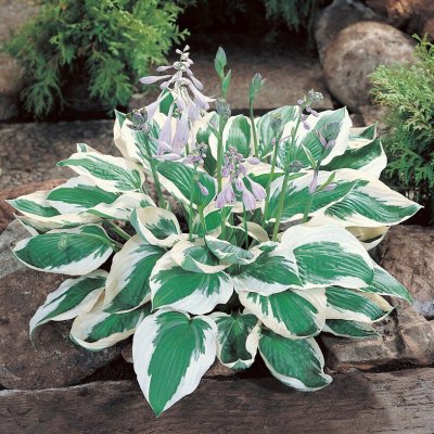 Hosta fortunei Patriot, Blomsterfunkia, stickling 3-pack