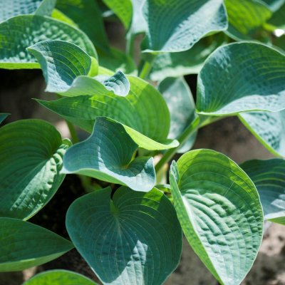 Hosta hybr. Big Daddy, Funkia, stickling 3-pack