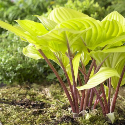 Hosta hybr. Fire Island