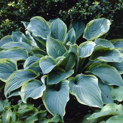 Hosta hybr. Regal Splendor, Funkia