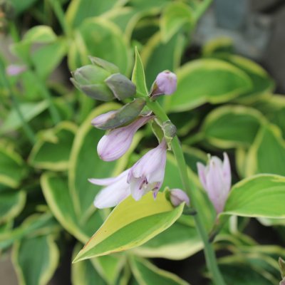 Hosta hybr. Wide Brim, Funkia