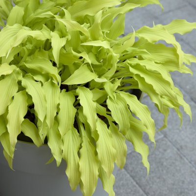 Hosta hybr. Wiggles and Squiggles