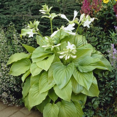 Hosta plantaginea Grandiflora, Doftfunkia