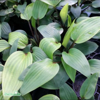 Hosta hybr. Purple Heart, Funkia, C1