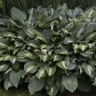 Hosta sieboldii Snake Eyes, Spädfunkia