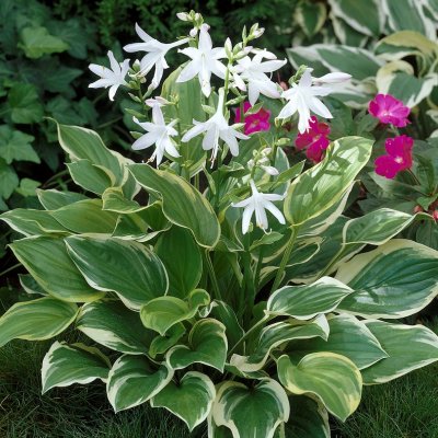 Hosta hybr. So Sweet, Funkia, P11cm