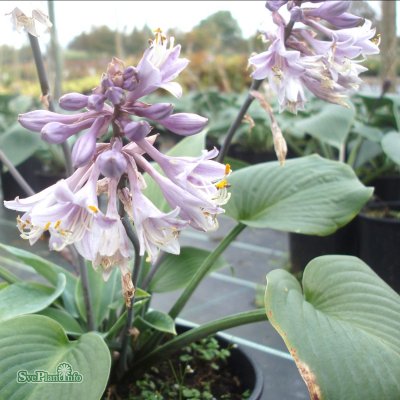 Hosta tardiana Halcyon, Blåfunkia, C13cm
