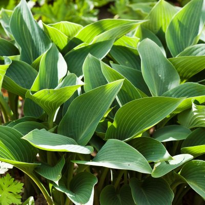 Hosta tardiana Halcyon, Blåfunkia, C13cm