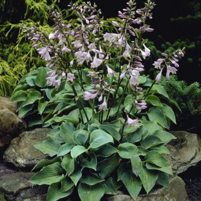 Hosta tokudama Blue Cadet, Sommarfunkia