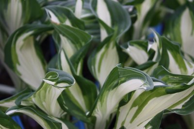 Hosta undulata Mediovariegata, Brokfunkia, C13cm