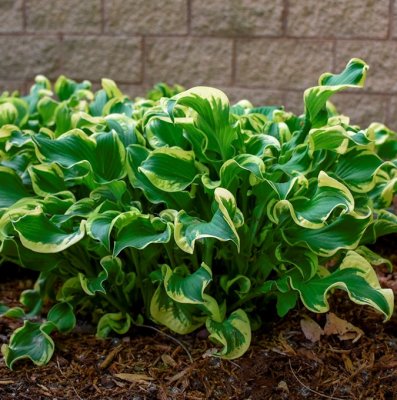 Hosta hybr. Shadowland® Wheee!, Funkia, C3