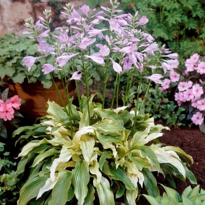 Hosta undulata White Feather, Brokfunkia