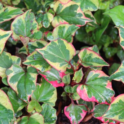 Houttuynia cordata Chameleon, Kamelontblad, Ödleblad, P9cm