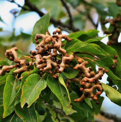Hovenia dulcis, Russinträd, C5