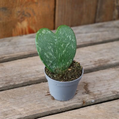 Hoya kerrii Splash