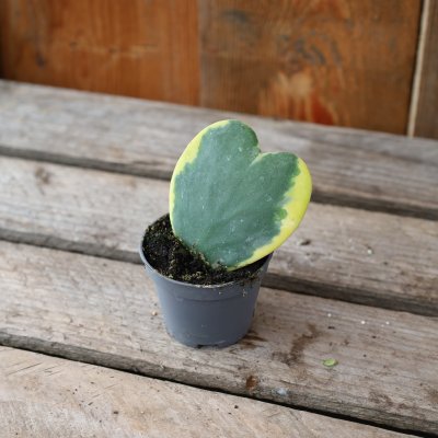Hoya kerrii Variegata