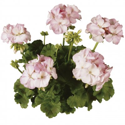 Pelargon Classic Aquarello, stickling 3-pack