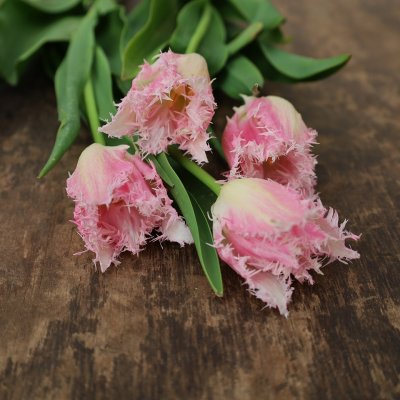 Tulpan Mix Sweet Dreams 30st