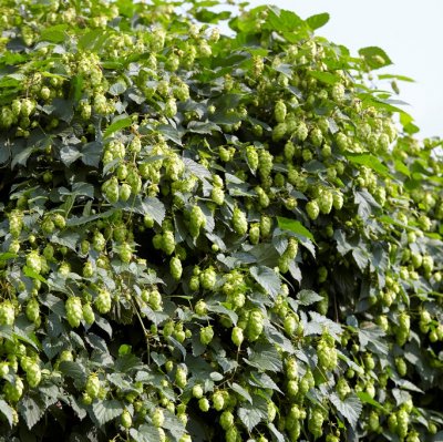 Humulus lupulus, Humle, C2