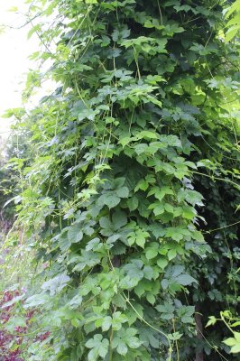 Humulus lupulus, Humle, 40-60 C2