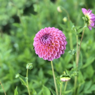 Dahlia Boll Pink Ardour 1st