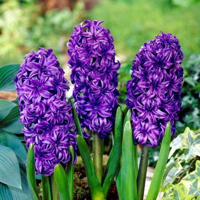 Trädgårdshyacint Dubbel Hyacinthus orientalis King Codro 3st