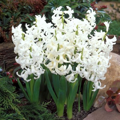Trädgårdshyacint Hyacinthus orientalis White Pearl 5st