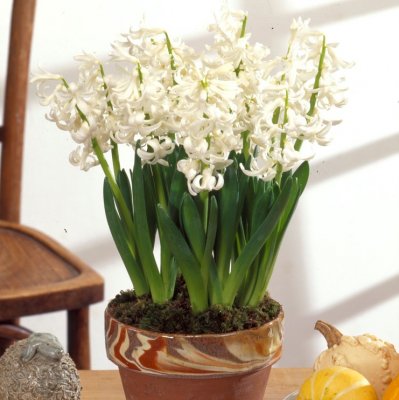 Julhyacint Hyacinthus orientalis White Pearl 3st