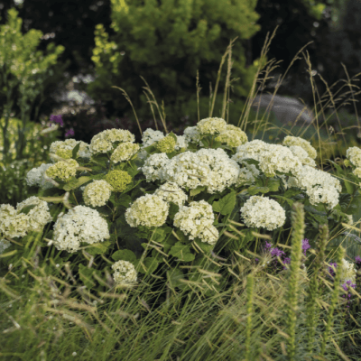 Hydrangea arborescens FlowerWOW ®