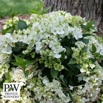 Hydrangea Fairytrail ® White