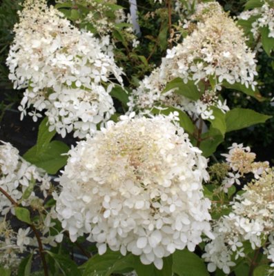 Vipphortensia