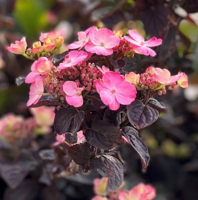 Hydrangea serrata Daredevil, Purpurhortensia