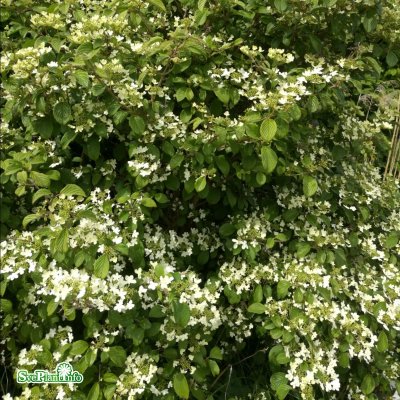 Hydrangea anomala petiolaris, Klätterhortensia, 50-60 C2