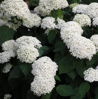Hydrangea arborescens Annabelle ®, Vidjehortensia, C5