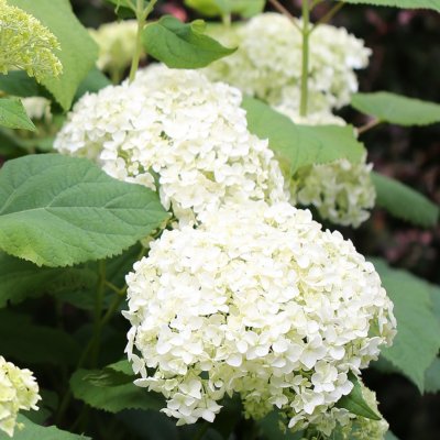 Hydrangea arborescens Beauty Bell White