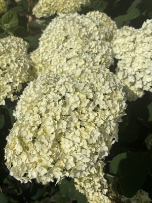 Hydrangea arborescens FlowerWOW ®, Vidjehortensia