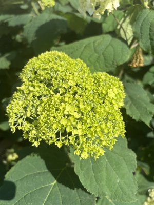 Hydrangea arborescens FlowerWOW ®, Vidjehortensia