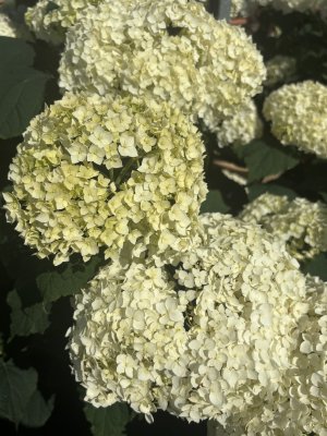 Hydrangea arborescens FlowerWOW ®, Vidjehortensia