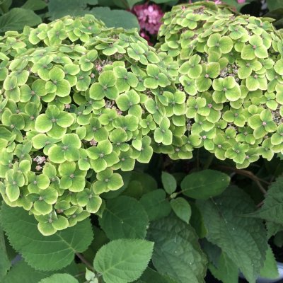 Hydrangea arborescens Sublime Annabelle ®