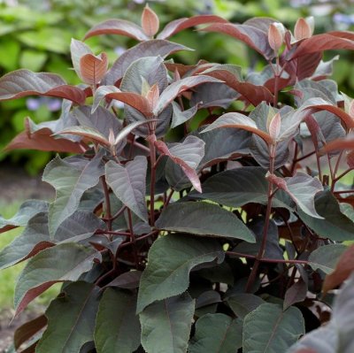 Hydrangea aspera Hot Chocolate ®, Sammetshortensia, C3