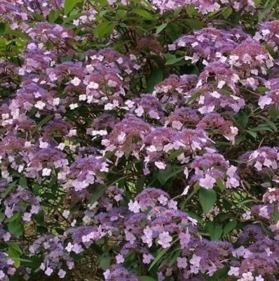 Hydrangea aspera Hot Chocolate ®, Sammetshortensia, C3
