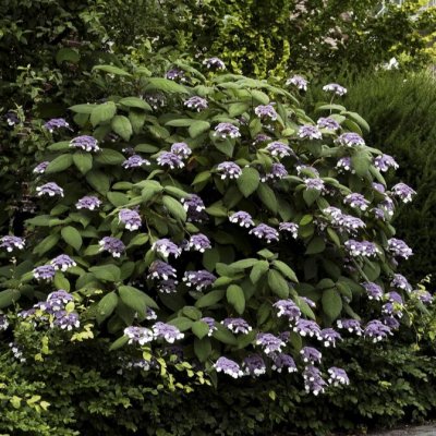 Hydrangea aspera Macrophylla, Sammetshortensia