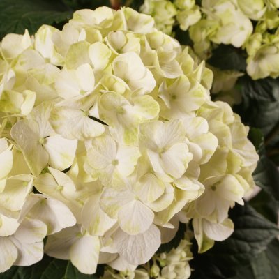 Hydrangea macrophylla Endless Summer ® DreamCloud ®
