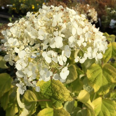Hydrangea arborescens Golden Annabelle ®, Vidjehortensia, C30