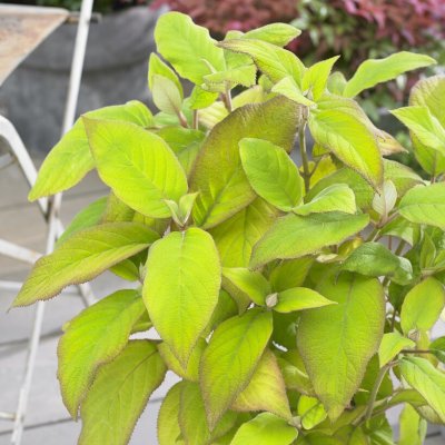 Hydrangea aspera Goldrush (Giel ®), Sammetshortensia